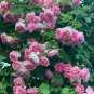 30 Jasmina Climbing Roses Seeds