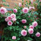 30 James Galway David Austin Rose Seeds