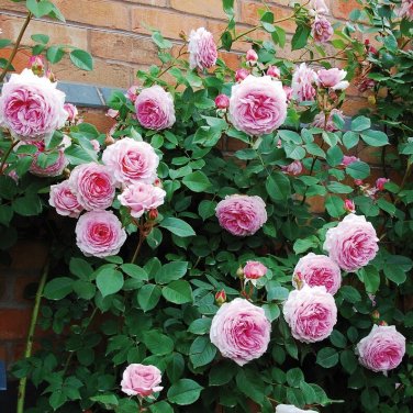 30 James Galway David Austin Rose Seeds