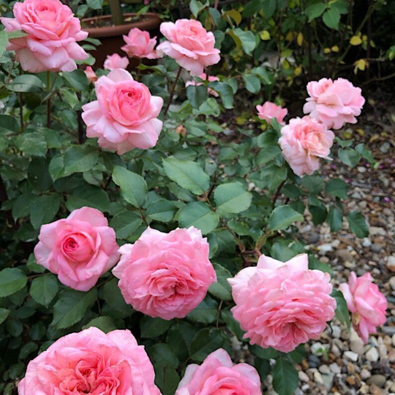 30 Savannah Hybrid Tea Rose Seeds
