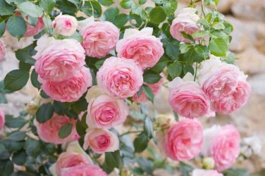 30 Pink Climbing Rose Bush Flower Seeds