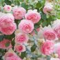 30 Pink Climbing Rose Bush Flower Seeds
