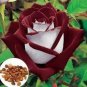 30 Love In Rose For Planting Bush Rare Seeds