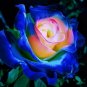 30 English Blue and Yellow Rose Seeds