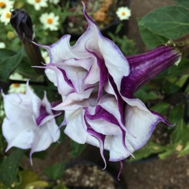 25 Purple Devil's Trumpet Datura Flower Seeds