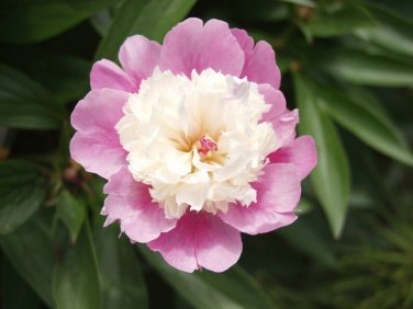 10 Sorbet Peony Seeds