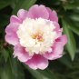 10 Sorbet Peony Seeds