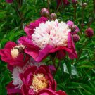 10 White Cap Peony Seeds