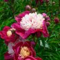 10 White Cap Peony Seeds