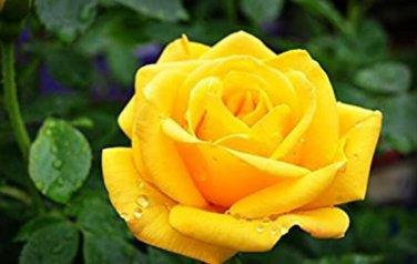 30 Yellow Rose Seeds