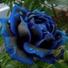 30 Midnight Supreme Rose Seeds