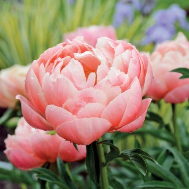 10 Coral Charm Peony Seeds