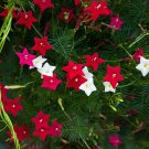 30 Cypress Vine - Mix Morning Glory Seeds