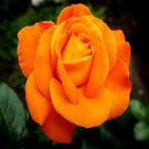 30 Orange Rose Flower Seeds