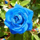 30 Light Blue Rose Seeds