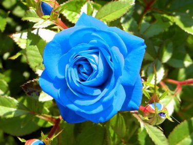 30 Light Blue Rose Seeds
