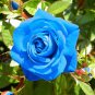 30 Light Blue Rose Seeds