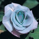 30 Hybrid Tea Blue Girl Rose Bush Flower Seeds