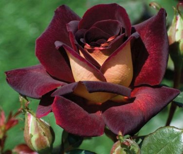 30 Rose ''Black Night '' Hybrid Tea variety rose Seeds