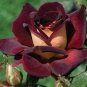30 Rose ''Black Night '' Hybrid Tea variety rose Seeds