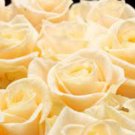 30 Champagne Rose Flower For Planting Bush Yellow Plant Rare Seeds