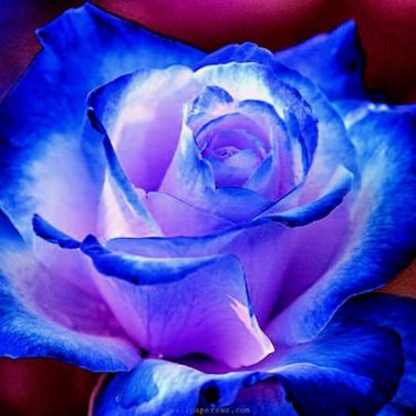 30 Blues Blue Rose Flower Seeds