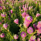 40 Purple Prairie Clover Seeds