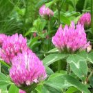 40 Medium Red Clover Seeds
