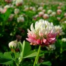 40 Alsike Clover Seeds