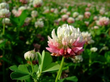 40 Alsike Clover Seeds