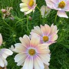 50 Cosmos Seeds - Apricot Lemonade Flower Seeds