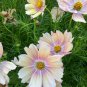 50 Cosmos Seeds - Apricot Lemonade Flower Seeds