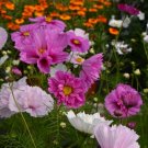 50 Cupcakes and Saucers Mix Cosmos Seeds Flower Seeds