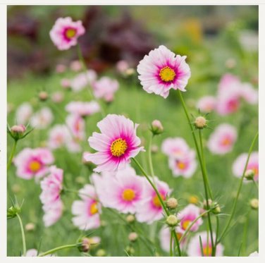 50 Daydream Cosmos Flower Seeds