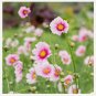 50 Daydream Cosmos Flower Seeds