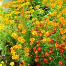 50 Sulphur Cosmos Seeds - Bright Lights