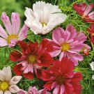 50 Cosmos Seeds - Seashells Mix Flower Seeds