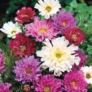50 Double Click Bicolor Violet Cosmos Flower Seeds