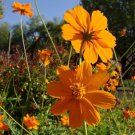50 Orange Sulphur Cosmos Flower Seeds