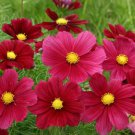 50 Rubenza' Cosmos Seeds Flower Seeds