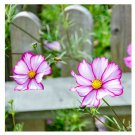 50 Candy Stripe & Picotee Cosmos Seeds Flower Seeds