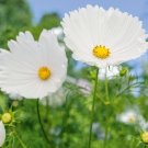 50 Cosmos Seeds - Cupcake White Flower Seeds