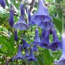 25 Blue Angel Trumpet Datura Flower Seeds
