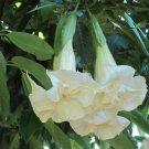 25 White Devils Trumpet Datura Flower Seeds