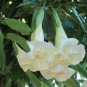 25 White Devils Trumpet Datura Flower Seeds