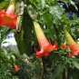 25 Brugmansia Sanguinea Perennial Flower Seeds