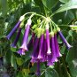 25 Indigo Mini Angel Trumpet Datura Flower Seeds
