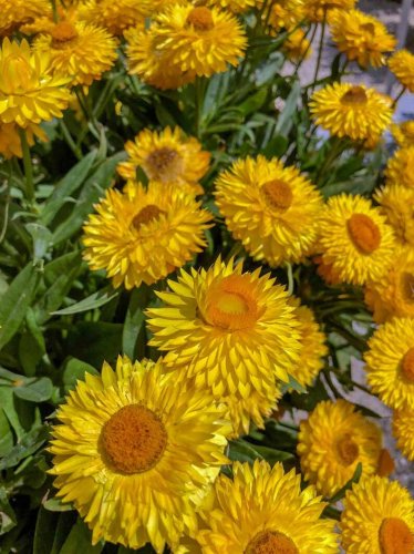 100 Strawflower Seeds - Golden Yellow