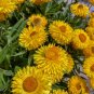 100 Strawflower Seeds - Golden Yellow