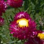 100 Strawflower Seeds - Purple Red